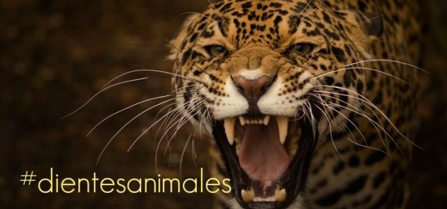 animales dientes grandes animales dientes puntiagudos