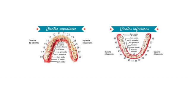 Desviarse Reunión A bordo Las piezas dentales tienen su propio número | Ferrus&Bratos