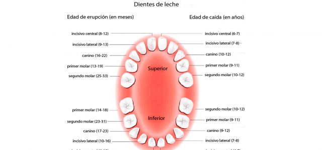 Edades de la dentición definitiva