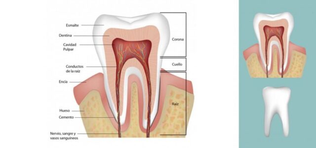 Estructura interna del diente