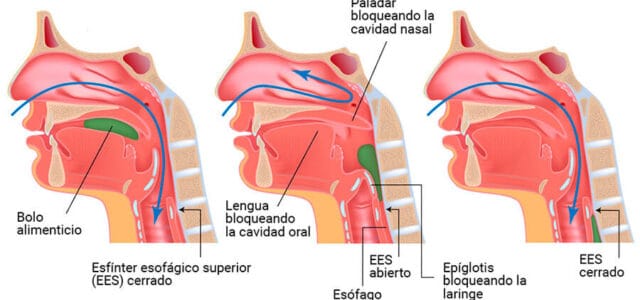 Deglución normal