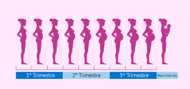 Fases de la gestación