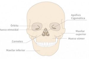 Maxilar superior y mandíbula