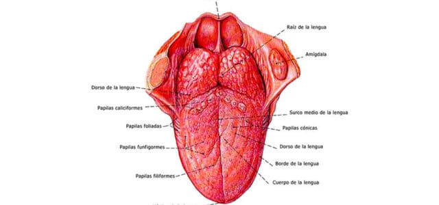 Partes de la lengua