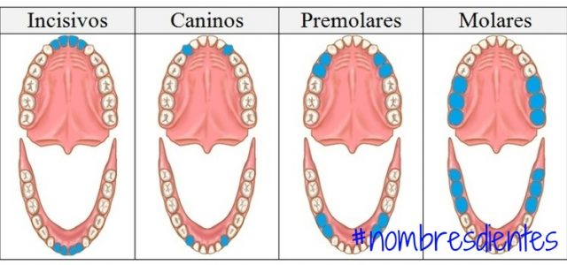 nombres de los dientes descubre como se llama cada diente