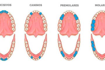 ¿Cuáles son los nombres de los dientes?