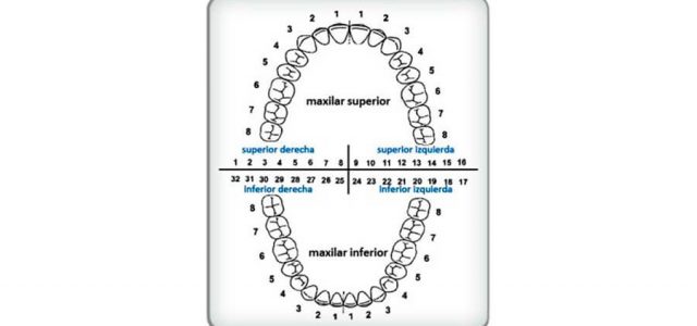 Divide la dentadura en cuatro arcadas