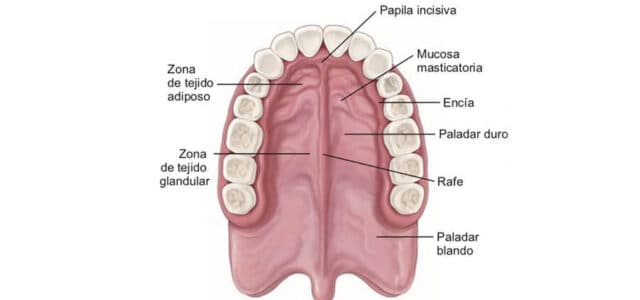 Partes del paladar