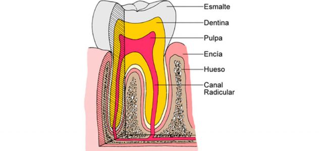 La pulpa dental está en el interior del diente