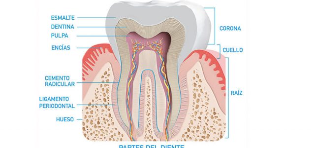 El diente se divide en varias partes