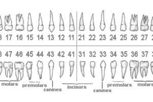 Sistema de numeración dental