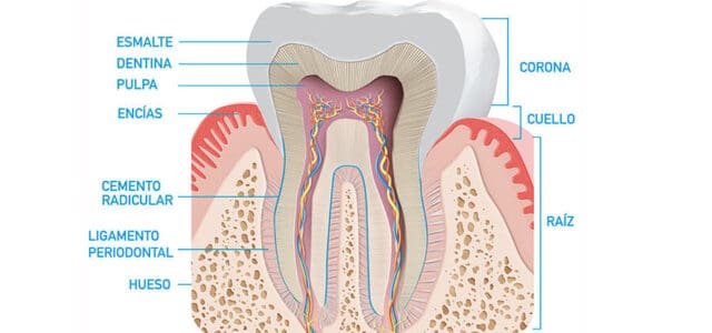 Partes de un diente