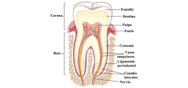 Qué causa la anquilosis dental