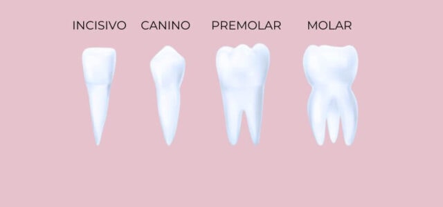 Como se llaman los dientes