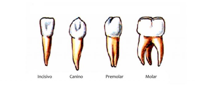 Nombres de las piezas dentales