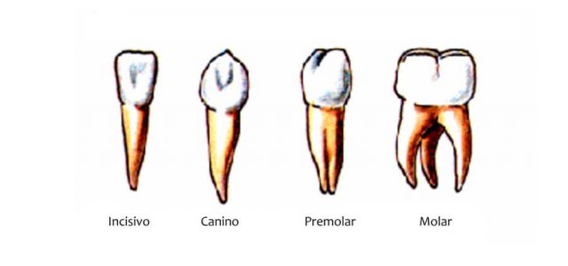 fin de semana Celda de poder Trascendencia Conoces las partes en las que se divide el diente? | Ferrus&Bratos
