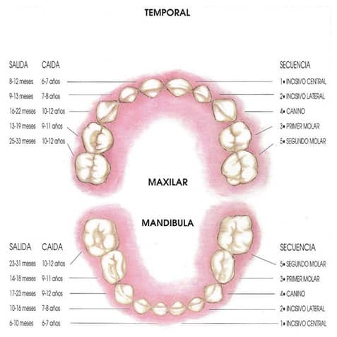 Edad erupcion dientes temporales